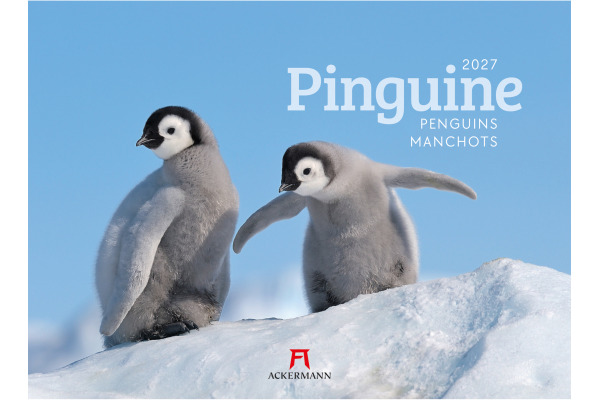 ACKERMANN Bildkalender 2027 2789 Pinguine ML 45x33cm