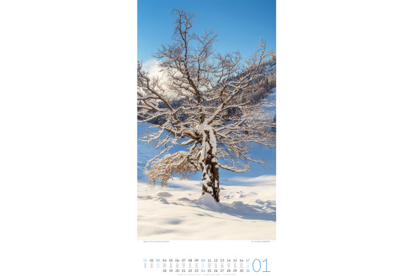 ACKERMANN Bildkalender 2027 2720 Bäume ML 33x66cm