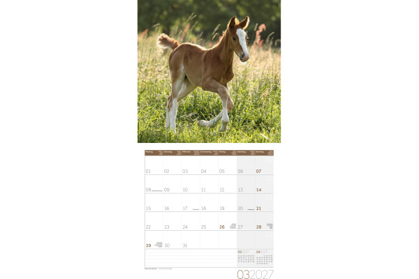 ACKERMANN Bildkalender 2027 4721 Pferde ML 30x30cm