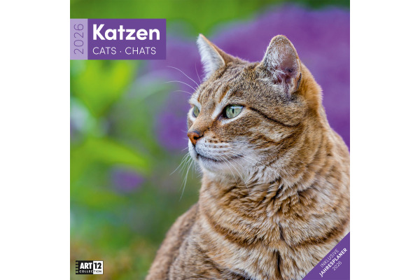 ACKERMANN Bildkalender 2027 4720 Katzen ML 30x30cm