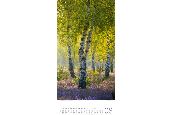 ACKERMANN Bildkalender 2027 2720 Bäume ML 33x66cm