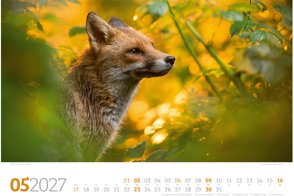 ACKERMANN Bildkalender 2027 2782 Tierwelt Wald D 45x33cm