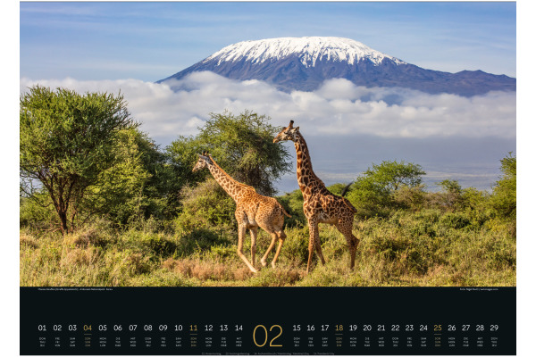 ACKERMANN Wildes Afrika Kalender 2024 2490 DE, FR, EN Multicolor, 54x42cm