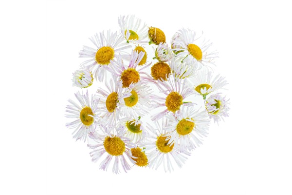 GLOREX Kamillenblüten 3g 61601107 gelb