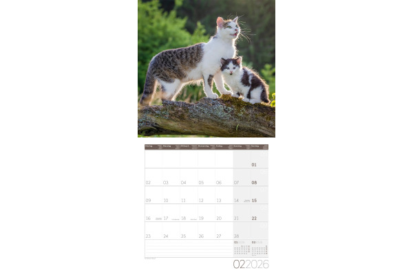 ACKERMANN Bildkalender 2027 4720 Katzen ML 30x30cm