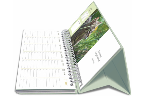 HARENBERG Pultkalender 2027 331023527 Katzen 29.9x11.1cm