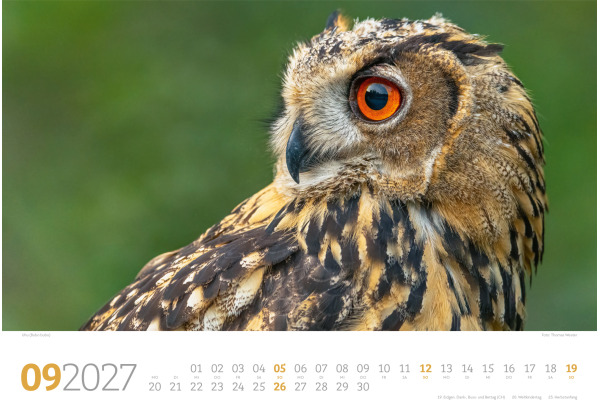 ACKERMANN Bildkalender 2027 2782 Tierwelt Wald D 45x33cm