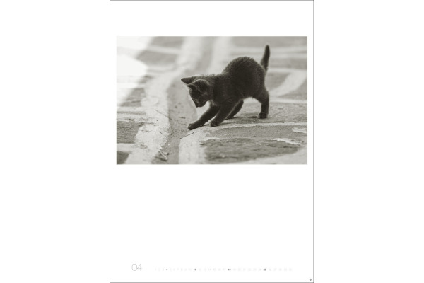 HEYE Bildkalender 2027 22848+27 Wegler Cats Edition DE 49x68cm