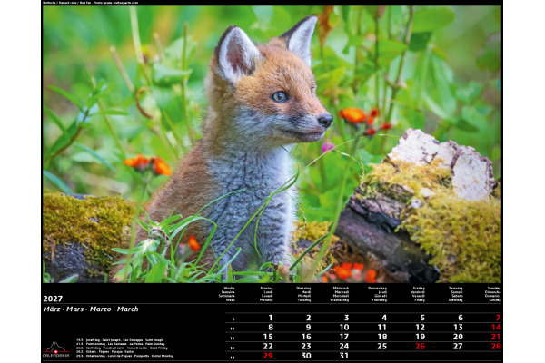 CALENDARI Bildkalender 2027 36205755 Swiss Animals 40x31cm