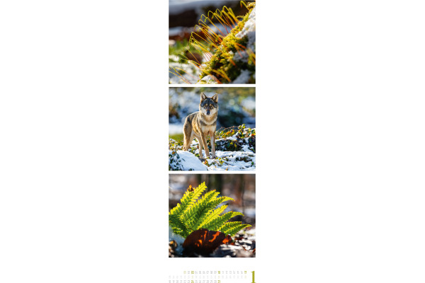 ACKERMANN Bildkalender 2027 2756 Nature ML 33x100cm