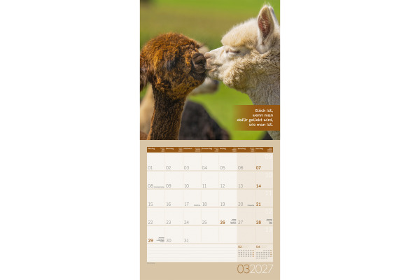 ACKERMANN Bildkalender 2027 4727 No Drama, Lama ML 30x30cm