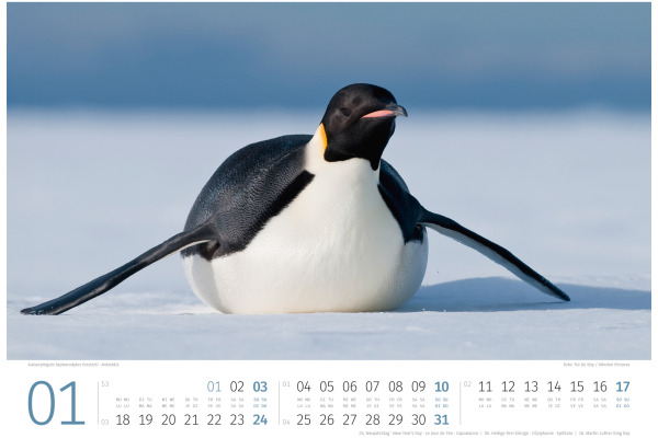 ACKERMANN Bildkalender 2027 2789 Pinguine ML 45x33cm