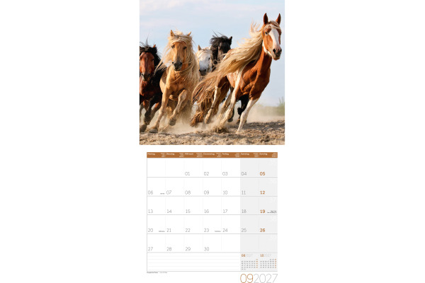 ACKERMANN Bildkalender 2027 4721 Pferde ML 30x30cm