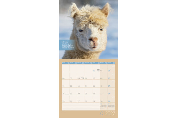 ACKERMANN Bildkalender 2027 4727 No Drama, Lama ML 30x30cm