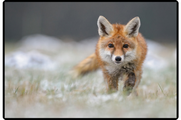 HANSA Schreibunterlage 50x34cm 416000080 Fuchs