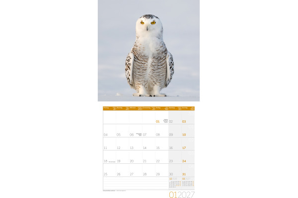ACKERMANN Bildkalender 2027 4724 Eulen ML 30x30cm