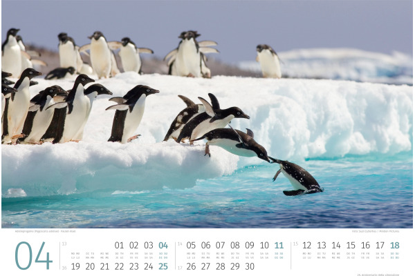 ACKERMANN Bildkalender 2027 2789 Pinguine ML 45x33cm