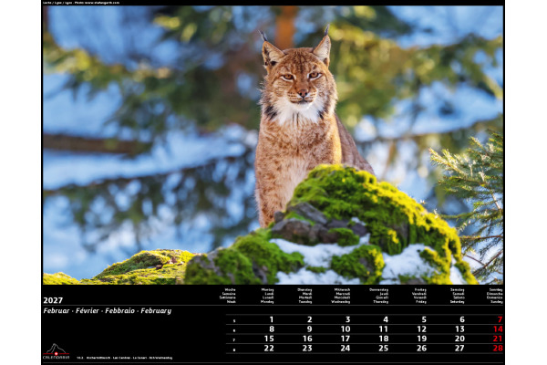 CALENDARI Bildkalender 2027 36205755 Swiss Animals 40x31cm