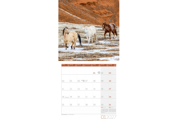 ACKERMANN Bildkalender 2027 4721 Pferde ML 30x30cm