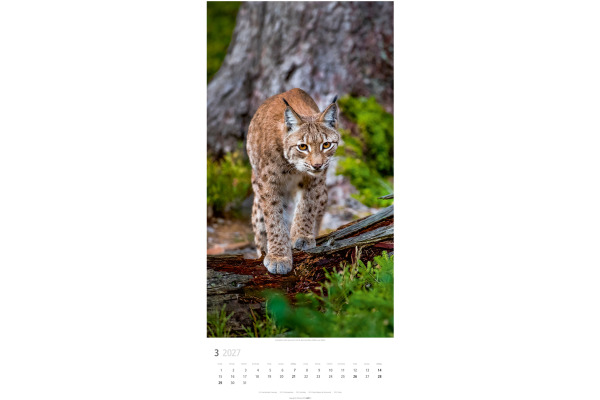 WEINGARTE Bildkalender 2027 295870027 Big Cats DE 33x68cm