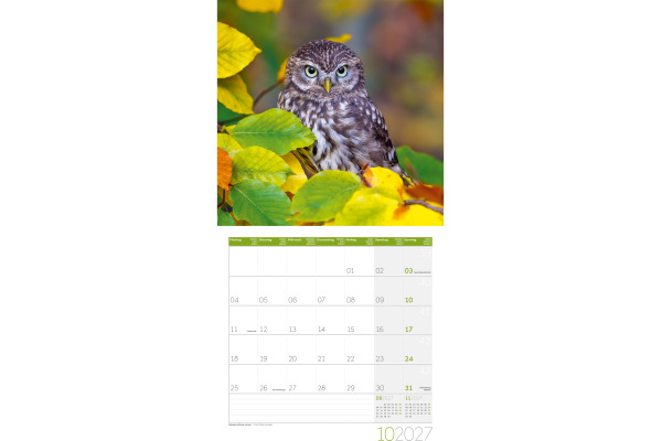 ACKERMANN Bildkalender 2027 4724 Eulen ML 30x30cm