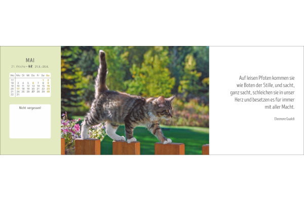 HARENBERG Pultkalender 2027 331023527 Katzen 29.9x11.1cm