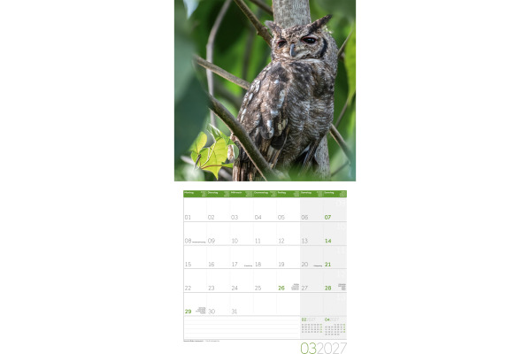 ACKERMANN Bildkalender 2027 4724 Eulen ML 30x30cm