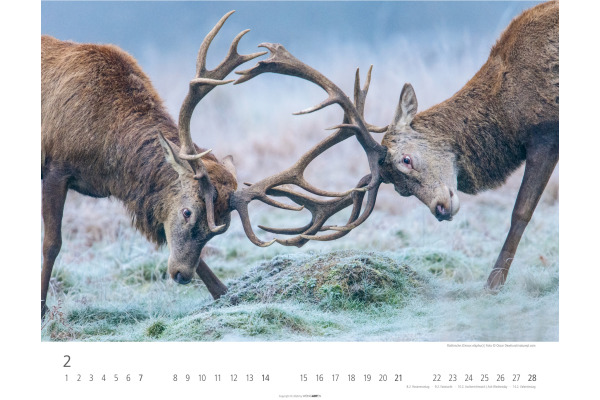 WEINGARTE Bildkalender 2027 331219827 Heimische Wildtiere 44x34cm