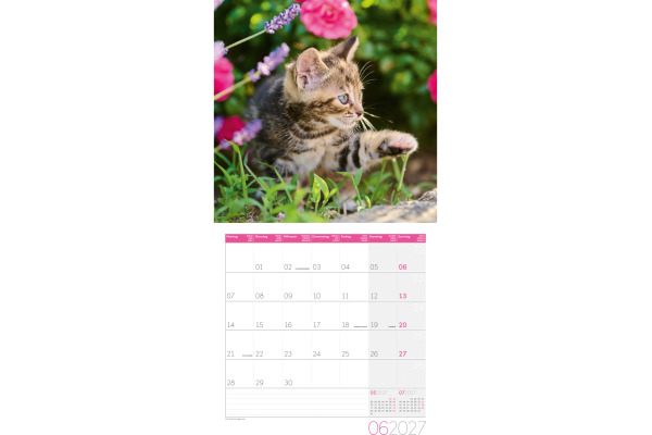 ACKERMANN Bildkalender 2027 4720 Katzen ML 30x30cm