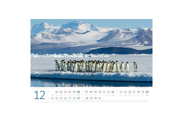ACKERMANN Bildkalender 2027 2789 Pinguine ML 45x33cm