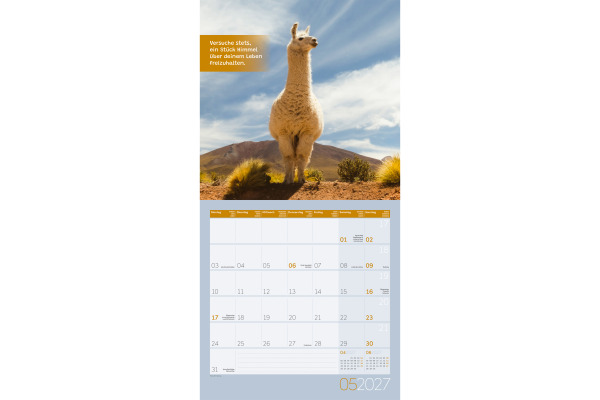 ACKERMANN Bildkalender 2027 4727 No Drama, Lama ML 30x30cm
