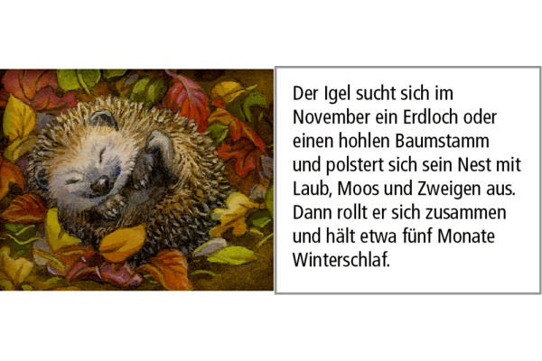 COPPENRAT Adventskalender 52x38cm 72257 Hört ihr die Tiere im Wald