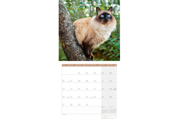 ACKERMANN Bildkalender 2027 4720 Katzen ML 30x30cm