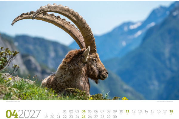 ACKERMANN Bildkalender 2027 2782 Tierwelt Wald D 45x33cm
