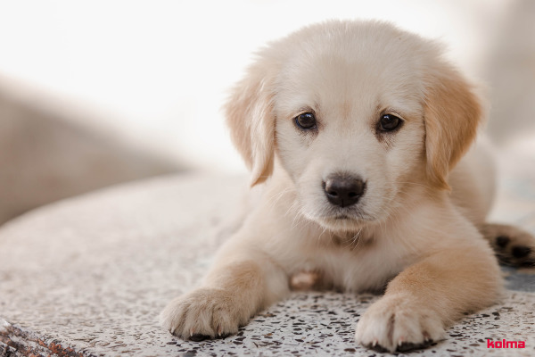 KOLMA Schreibunterlage 35.553.20 Hund 50x34cm