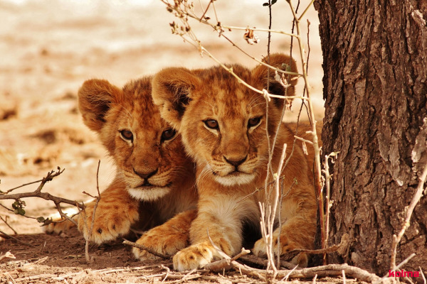 KOLMA Schreibunterlage 35.550.20 Löwe 50x34cm