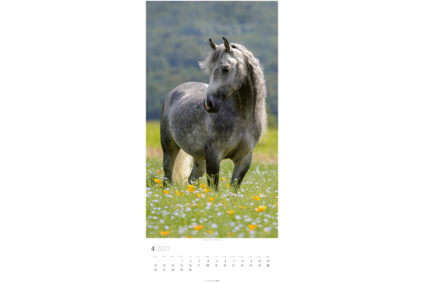 WEINGARTE Bildkalender 2027 311930027 Pferde DE 33x68cm