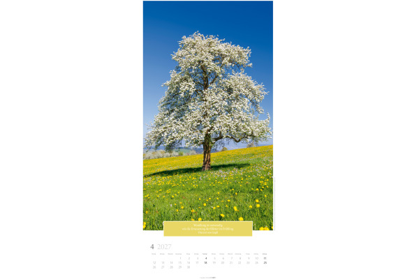 WEINGARTE Bildkalender 2027 295860027 Wunderwelt Bäume DE 33x68cm